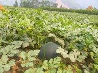 Local Farmers in Nuwakot Achieve Success in Producing Pesticide-Free Watermelons