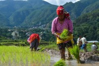 National Rice Day: Honoring the Backbone of Nepal’s Agriculture