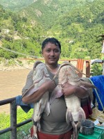 Floods Bring Giant Fish to Trishuli River: Local Fishermen Seize Rare Opportunity