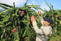 Kathmandu Farmer Finds Success in Commercial Dragon Fruit Cultivation
