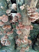 🌱 From Laughter to Leadership: Akash Bade’s Journey from a Classroom Joke to Nepal’s Mushroom Farming Pioneer