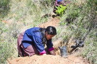 Turning Birthdays into Forests: Bhutan’s Green Tradition Inspires the World