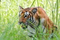 Nepal Celebrates International Tiger Day 2025 with Conservation Milestones
