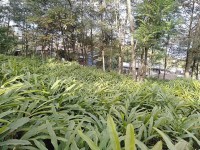 Cardamom Cultivation Expands in Koshi: Farmers Secure Livelihoods Despite Market Fluctuations