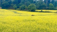 Mustard Fields Turn Gulmi’s Simichaur Golden as Winter Sets In