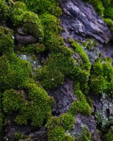 Hidden Climate Guardians: Tree Bark Microbes Found to Absorb Greenhouse Gases