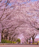 Peak Sakura Season Transforms Central Tokyo as Cherry Blossoms Reach Full Bloom
