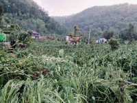 Severe Windstorm and Continuous Rain Damage Dozens of Houses in Tanahun; Electricity and Transportation Services Disrupted