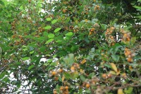 Himalayan Raspberry: A Wild Himalayan Berry Rich in Tradition and Ecological Value