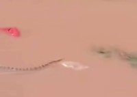 Typhoon Maysak Floods Trigger Snake Escape, Highlighting Hidden Risks of Climate-Driven Disasters