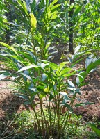 Gorkha Launches Eco-Friendly Economic Drive with Free Distribution of 100,000 Cardamom Saplings