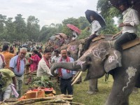 Asian Elephants Under Growing Threat, Nepal Marks 114th International Elephant Day with Conservation Calls