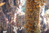 Monarch Butterfly Migration Highlights Urgent Need for Habitat Conservation