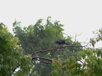 Monsoon Conditions Persist Across Nepal; Heavy Rainfall Likely in Several Provinces