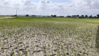 Madhesh Declared Disaster Crisis Zone Amid Worst Drought in Decades