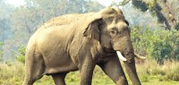 🌿 Human-Wildlife Conflict Escalates in Jhapa: Two Women Injured in Elephant Attack During Morning Walk