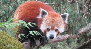 Red Panda Festival to Promote Conservation and Eco-Tourism in Ilam