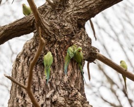 Invasion of the Soundscape: Ring-Necked Parakeets Transform Richmond Park’s Ancient Audio Ecology
