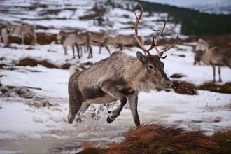 Reindeer Escape Christmas Event, Causing Major Road Disruption in Suffolk, UK