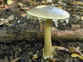 Nepal Government Warns Public Against Consuming Wild Mushrooms During Monsoon