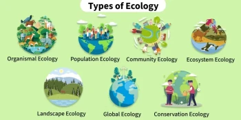 Understanding Ecology: The Science Behind Life and Environment Interactions