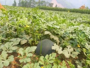 Local Farmers in Nuwakot Achieve Success in Producing Pesticide-Free Watermelons