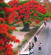 Gulmohar Blossoms in Barne: A New Eco-Tourism Hub in Jhapa