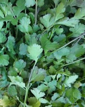 Alarming Levels of Pesticides Found in Cilantro: A Threat to Public Health