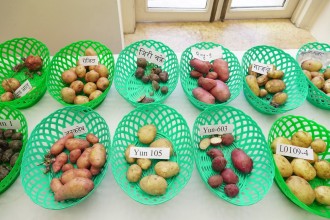 Second Potato Summit 2025: A Catalyst for Food Security and Economic Growth