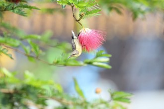 Sunbird Spotted in Pokhara: A Glimpse of Biodiversity in Urban Nepal