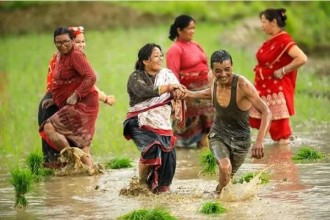 Farmers Begin Paddy Plantation Amid Fertilizer Shortage