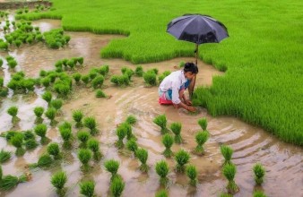 Favorable Rainfall Boosts Paddy Plantation in Nawalpur