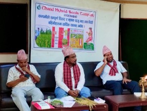 Chand Hybrid Seeds Promotes High-Yielding Rice Variety for Prosperous Farming