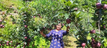 Apples Thrive in Kavre: A Local Farmer's Success Story Sparks Agricultural Inspiration