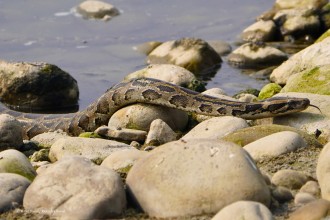 World Snake Day 2025: Bridging Conservation and Public Health in Nepal