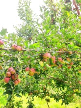 Pandusaina, Bajura: Apple Farming Fuels Self-Reliance Amid Infrastructure Gaps