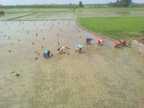Severe Drought Threatens Madhesh Province: Alarming Impact on Paddy Plantation and Food Security