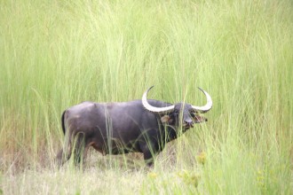 Arna Rising: Nepal’s Wild Water Buffalo Thrives Again in Koshi Tappu