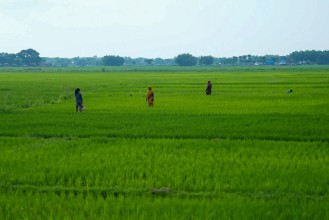 Farmers in Jahada Tackle Weeds and Fertilizer Needs After Paddy Plantation