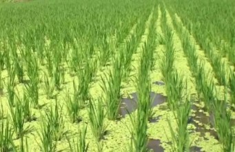 Nepal’s Farmers Explore Sustainable Alternatives to Urea
