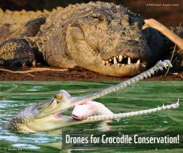 Drones Revolutionize Crocodile Monitoring in Chitwan National Park