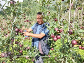 Apple Harvest in Full Swing in Lower Manang