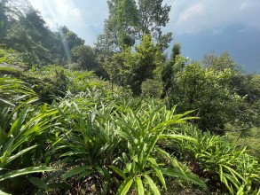 Cardamom Cultivation Expands in Koshi: Farmers Secure Livelihoods Despite Market Fluctuations