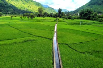 Green Paddy Fields Flourish Along Andhikhola in Syangja’s Bhirkot Municipality