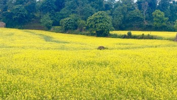 Mustard Fields Turn Gulmi’s Simichaur Golden as Winter Sets In