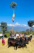 Traditional Dain Festival Revives Agrarian Heritage in Pokhara’s Puranchaur