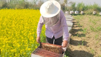 Professional Beekeeping Emerges as a Climate-Smart Livelihood in Deukhuri