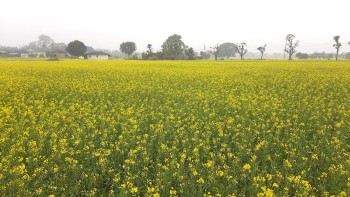Mustard Fields Bloom Across Thori, Parsa, Painting Farmlands Yellow