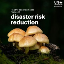 Healthy Ecosystems Emerge as Frontline Defenders Against Climate Disasters