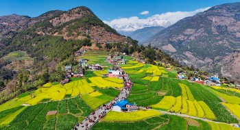 Ratnechaur’s Blooming Fields Draw Domestic Tourists, Reviving Local Rural Economy
